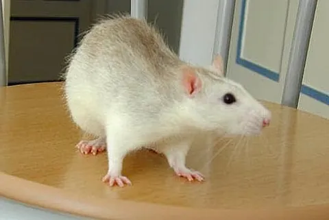 skitter: to move hurriedly or as by bouncing or twitching; to scamper, to scurry; to scuttle