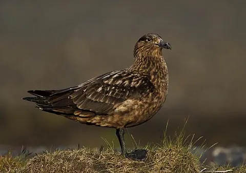 skua: any of various predatory seabirds of the genus Stercorarius that often chase other seabirds to...