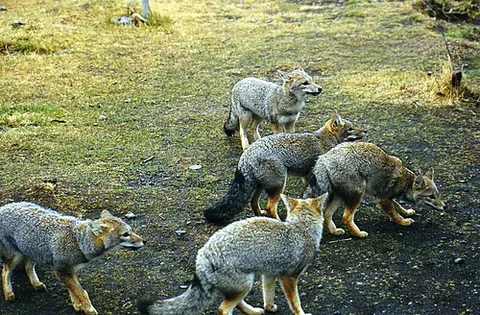 skulk: a group of foxes