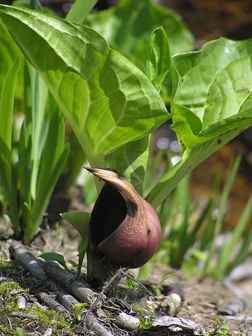 skunk cabbage: any of several leafy, foul-smelling plants, especially Symplocarpus foetidus, a low-growing plant...