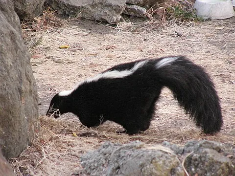 skunk: any of various mammals of the subfamily Mephitinae, native to North and Central America, having a...