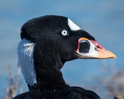 skunkhead: a surf duck (Melanitta perspicillata)