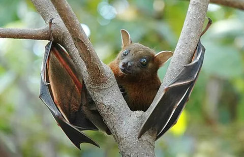 sky puppy: a bat, especially one of the cutest and furriest kinds of large bat, such as a fruit bat (flying...