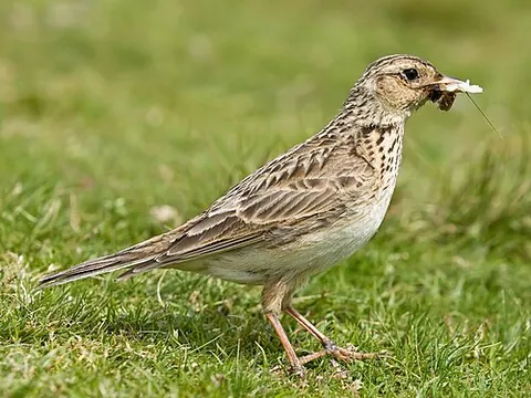skylark: a small brown passerine bird, Alauda arvensis, that sings as it flies high into the air