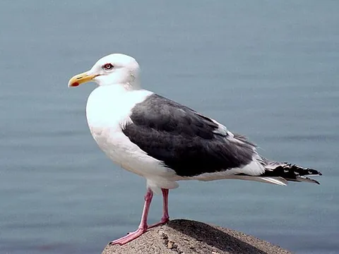 slaty-backed gull: larus schistisagus, a large gull