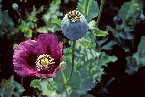 sleep flower: a poppy, particularly the opium poppy, Papaver somniferum, whose extract was traditionally used as...