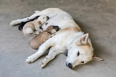 sleep: to rest in a state of reduced consciousness