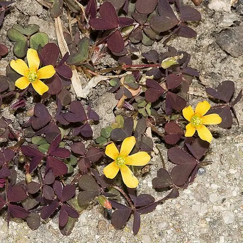 sleeping beauty: a creeping woodsorrel (Oxalis corniculata) a somewhat delicate-appearing, low-growing herbaceous...