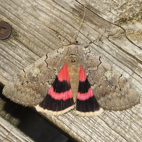 sleepy underwing: a moth of species Catocala concumbens, family Erebidae