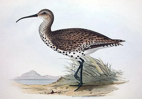 slender-billed curlew: a bird of species Numenius tenuirostris, now probably extinct