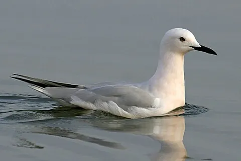 slender-billed gull: chroicocephalus genei, a mid-sized gull which breeds very locally around the Mediterranean and the...