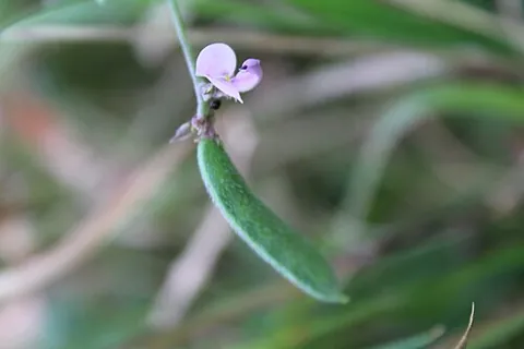 slickseed fuzzybean: strophostyles leiosperma, a herbaceous, vining legume native to the central to western United States