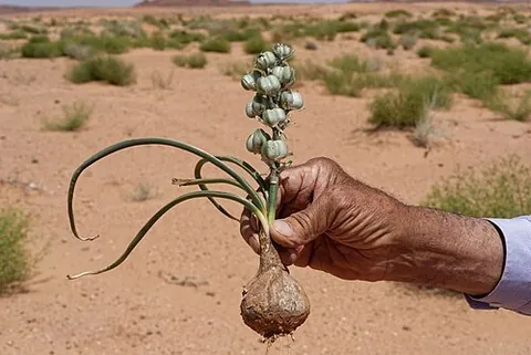 slime lily: any plant of the genus Albuca, mainly occurring in Africa