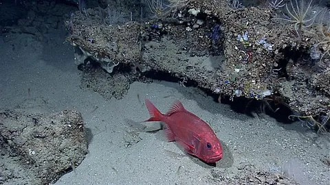 slimehead: any of the long-lived deep-sea fish forming the family Trachichthyidae