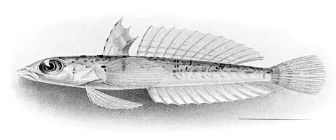 slope dragonet: a dragonet of the family Draconettidae, small bottom-dwelling fish of warm ocean waters
