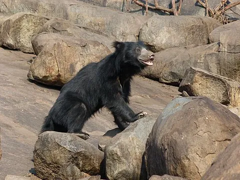 sloth bear: any member of the species Melursus ursinus of nocturnal bears, native to South Asia