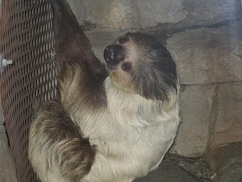 sloth: laziness; slowness of mind; disinclination to action or labour; a feeling combining indifference...