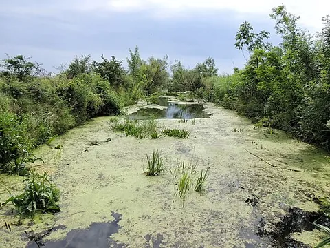 slough of despond: a dreary bog or marsh