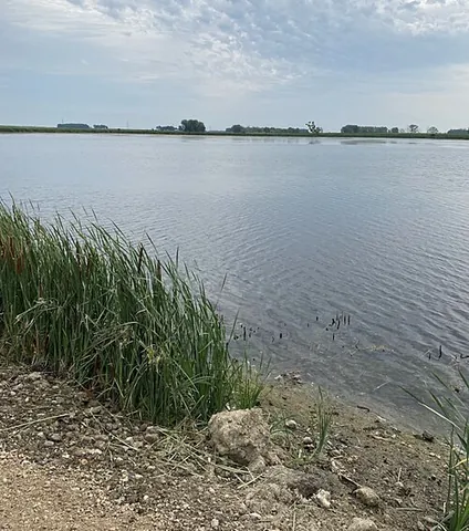 slough: the skin shed by a snake or other reptile