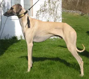 sloughi: an ancient breed of domesticated dog, specifically a member of the sighthound family