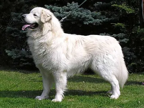 slovak cuvac: a livestock guardian dog bred in Slovakia