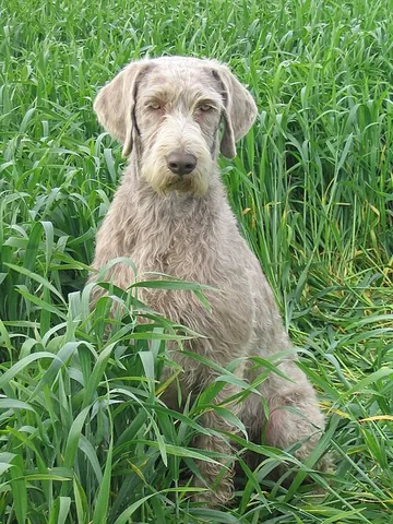 slovak rough-haired pointer: a gundog breed developed after World War II in Slovakia