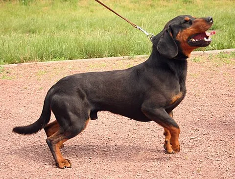 slovensky kopov: a medium-sized breed of hunting dog of the scenthound type