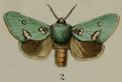 slug moth: any moth of the family Limacodidae