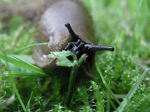 slug: any of many gastropod mollusks, having no (or only a rudimentary) shell