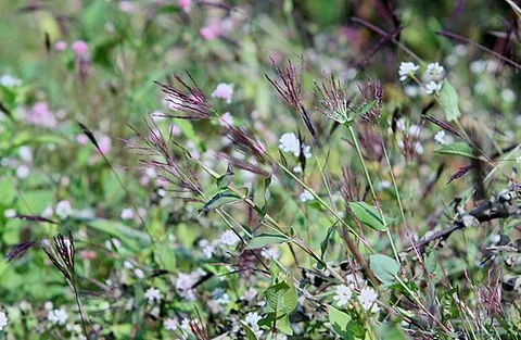 small carpetgrass: arthraxon hispidus, native to east Asia, invasive in the US