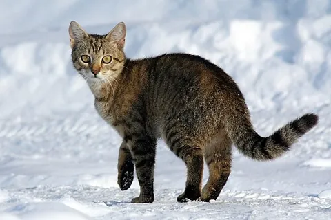 small cat: any felid of the Felinae subfamily, including domestic cats, ocelots, cheetahs, cougars, and lynx