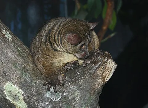 small-eared galago: otolemur garnettii, a type of bushbaby