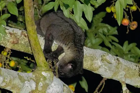 small-toothed palm civet: a small mammal found in parts of China, South Asia, and Southeast Asia, Arctogalidia trivirgata