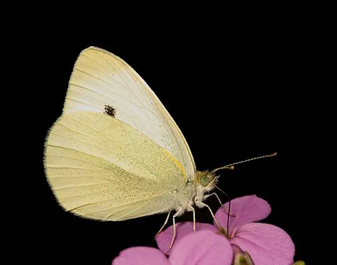 small white: a small, white butterfly Pieris rapae, of the family Pieridae, that damages Brassica rapa crops in...