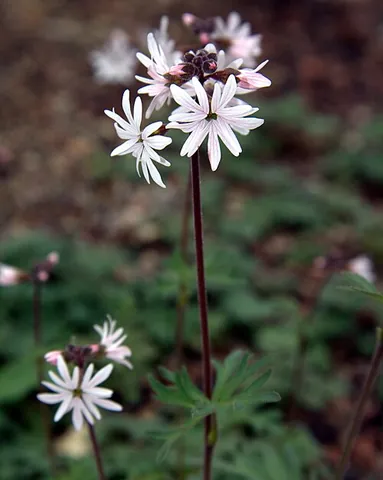 smallflower woodland star: a plant of species Lithophragma parviflorum, of cool western North America