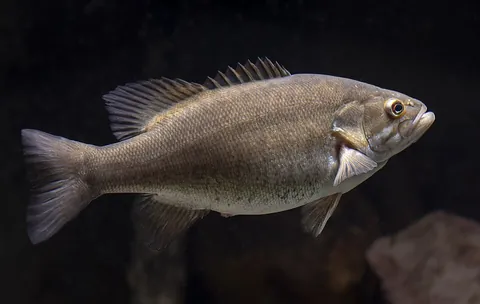 smallmouth: a species of freshwater bass, Micropterus dolomieu, native to central North America but widely...