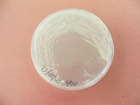 smear: to spread (a substance, especially one that colours or is dirty) across a surface by rubbing