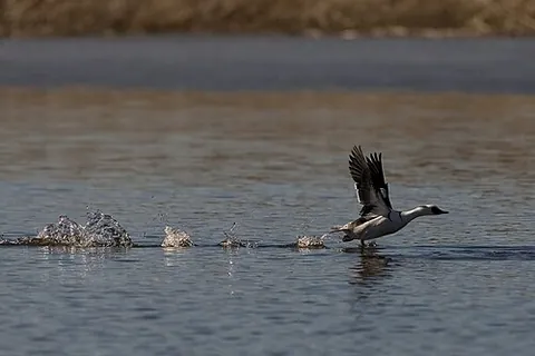 smew: a small compact diving duck, Mergellus albellus, that breeds in the northern taiga of Europe and...