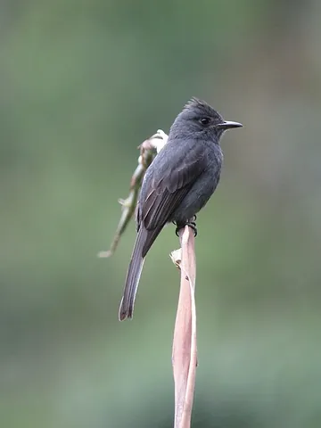 smoke-colored pewee: a species of bird in the family Tyrannidae Contopus fumigatus
