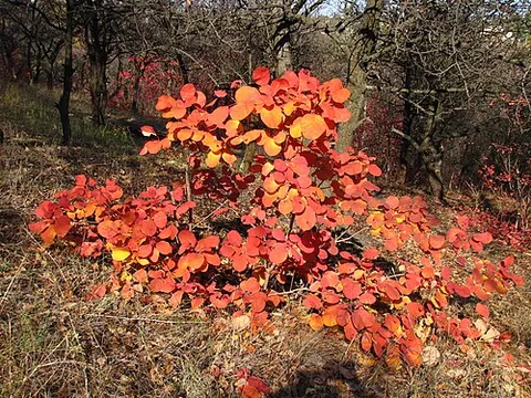 smoke tree: a common garden shrub of genus Cotinus