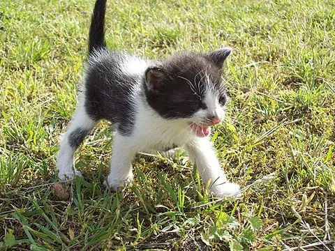 smol: tiny and cute