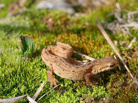 smooth newt: any member of the species Lissotriton vulgaris of newts