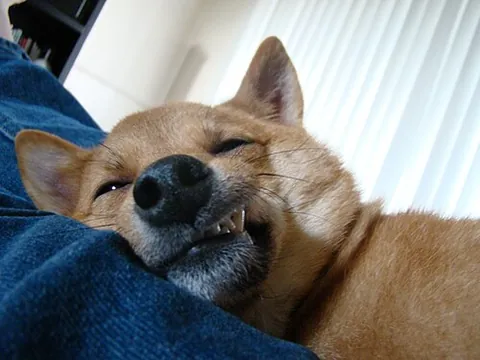 snaggletooth: a tooth inside the mouth that is unaligned or broken