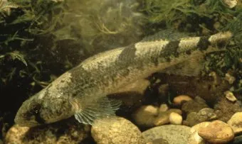 snail darter: a freshwater fish of species Percina tanasi, of the perch family, found in East Tennessee, United...
