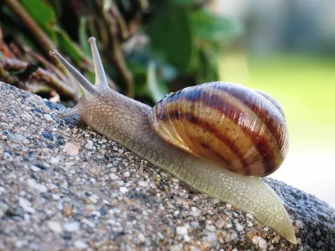 snail: any of very many animals (either hermaphroditic or nonhermaphroditic), of the class Gastropoda,...