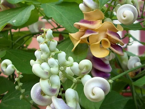 snailflower: any member of the species Cochliasanthus caracalla of leguminous vines of South and Central...
