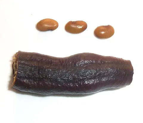 snake bean: bobgunnia madagascariensis, a poisonous legume found in Africa