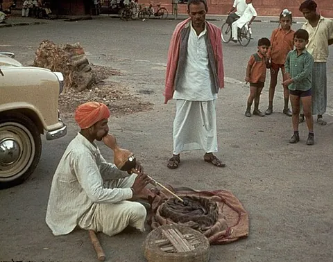 snake charmer: a performer who entertains crowds by performing tricks with highly venomous snakes