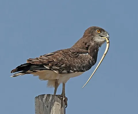 snake eagle: any bird of prey in the Circaetinae subfamily, especially the Circaetus genus
