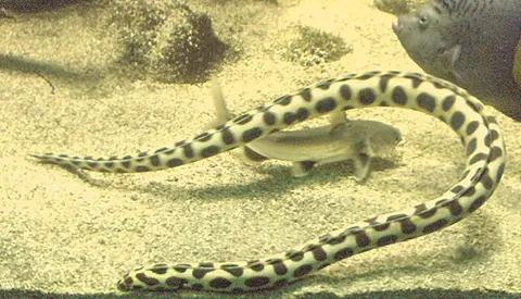 snake-eel: any member of the family Ophichthidae of eels (order Anguilliformes)